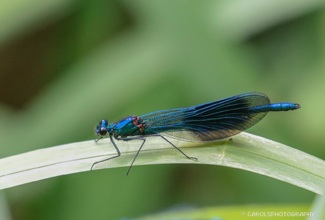 BANDED DEMOISELLE (Calopteryx splendens) 